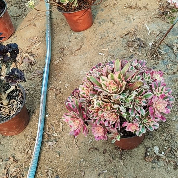 女巫法师的故事来来来