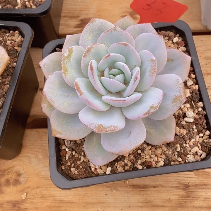 是的呢这一点呢是