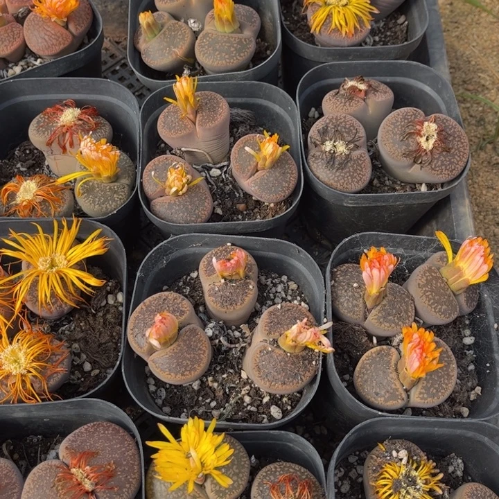 三头大日轮88888888