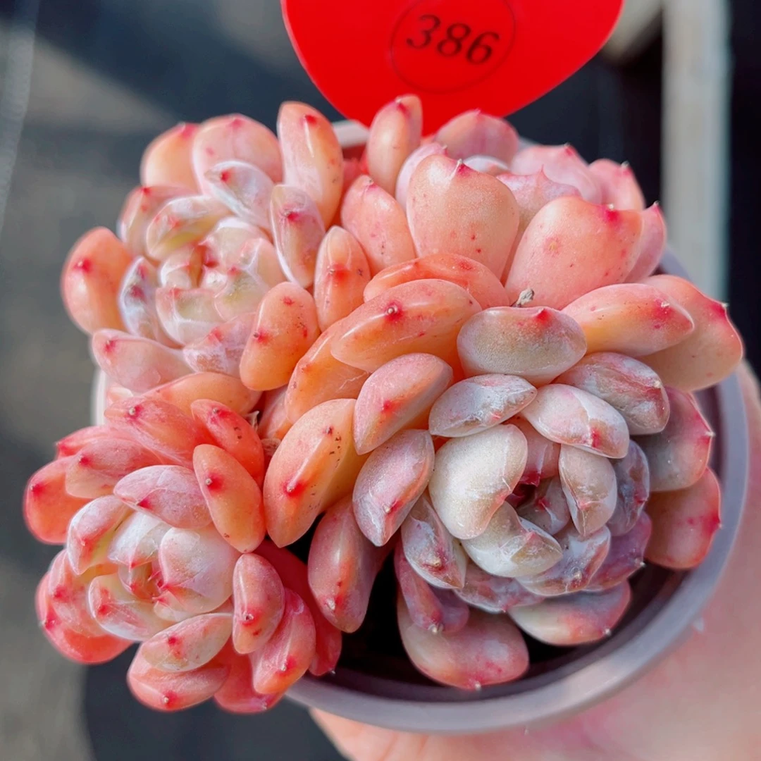 386号小老桩红恋群