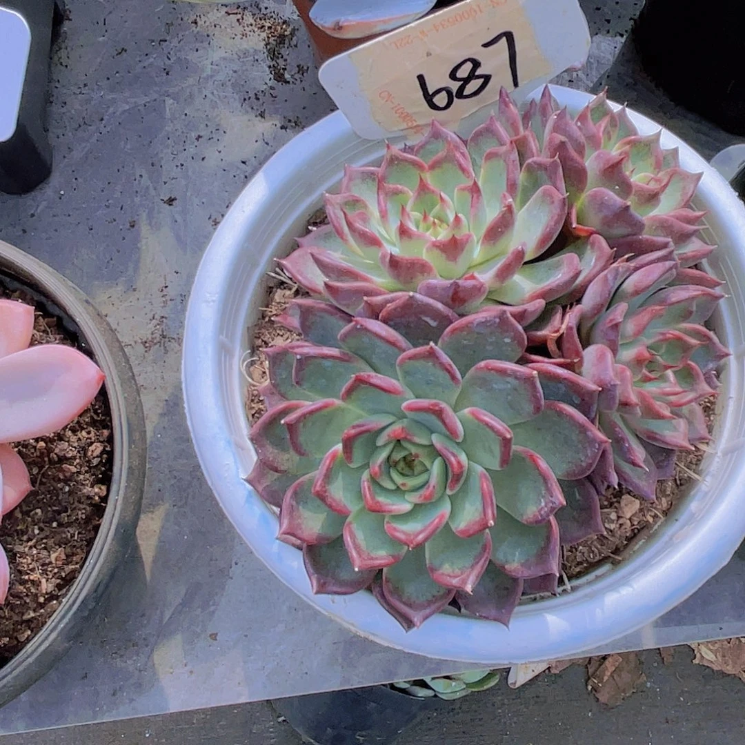 灵****000000000000000687