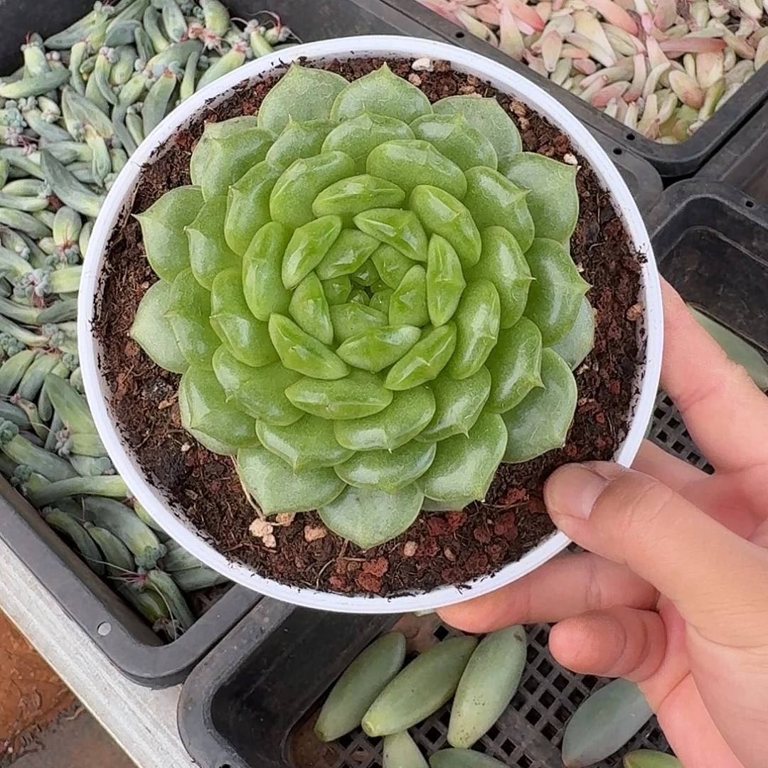 灯泡珍妮大单头12公分