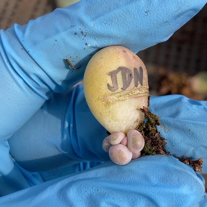 小**米补奶酪多肉植物多肉