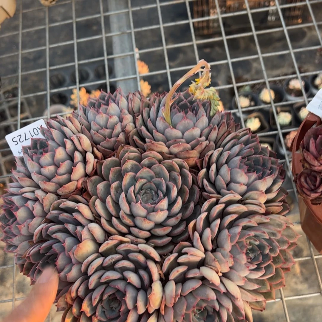 1725猎户座一物一拍