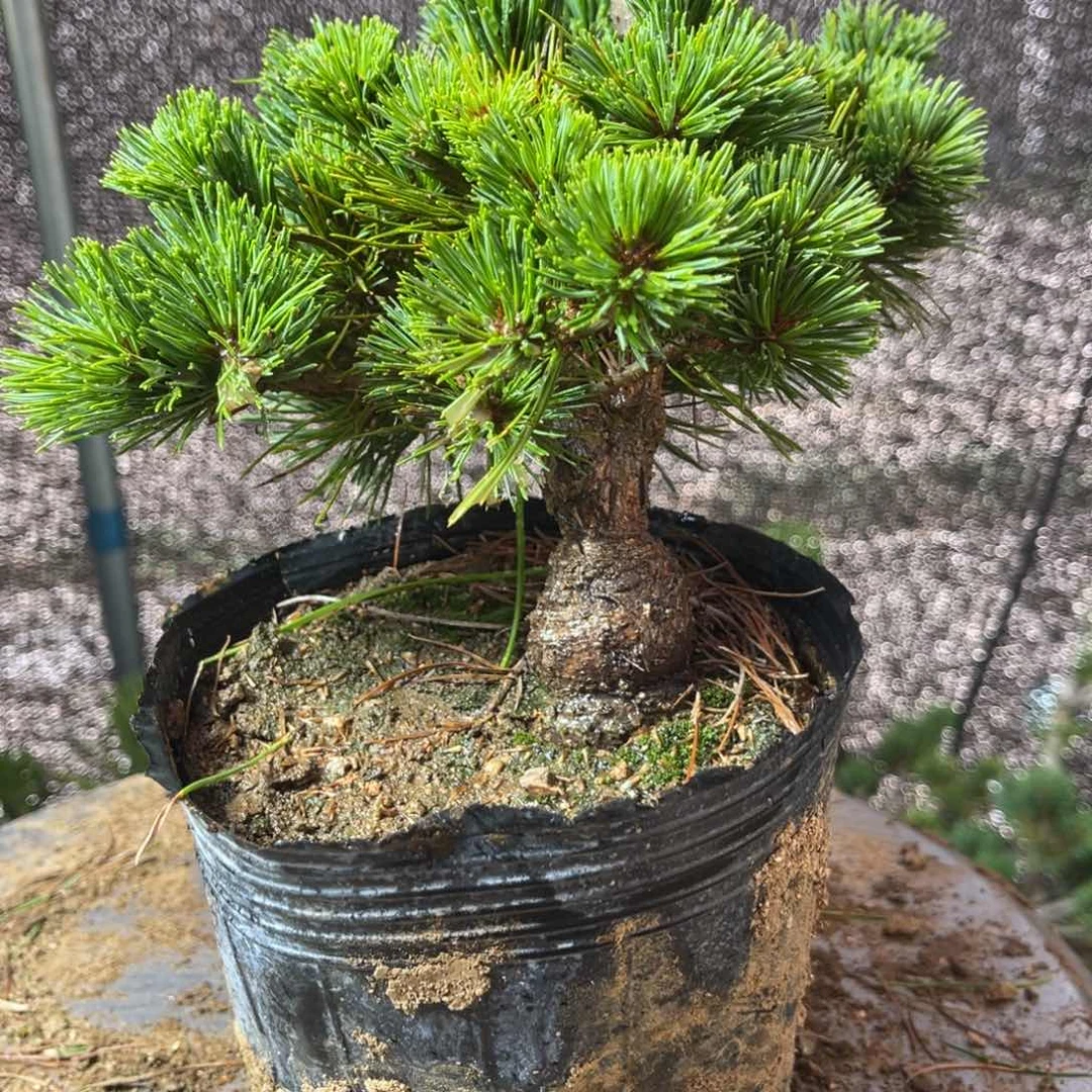 无花朵一个20补差价链接付米