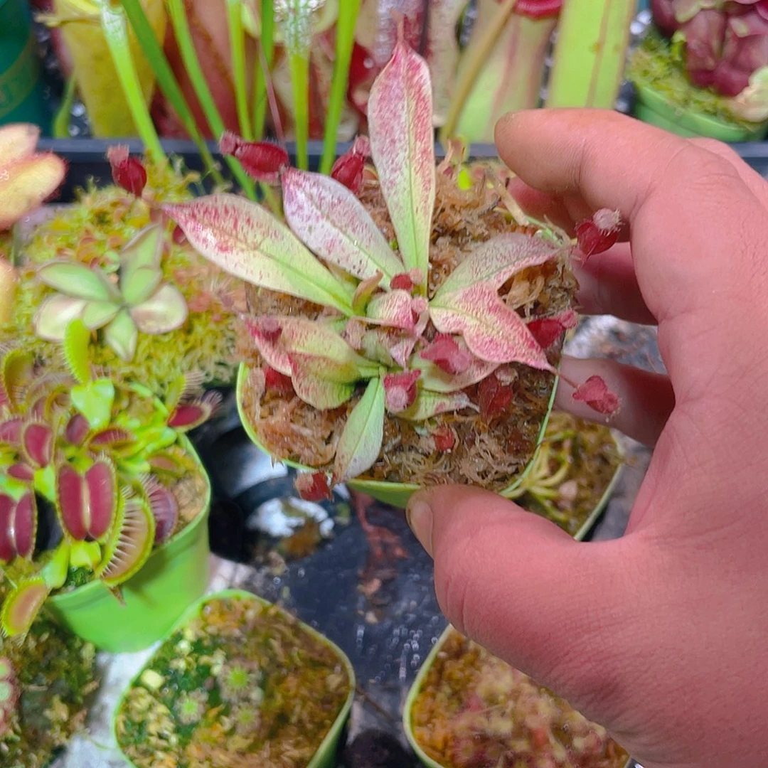 白话海岛黑月3食虫植物