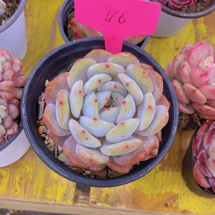 梨****奶多肉植物，开心多肉