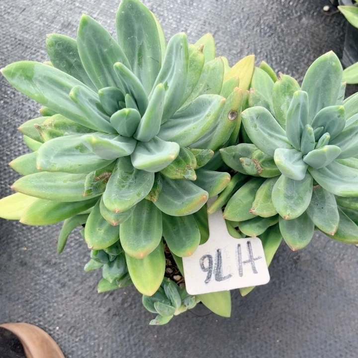 晨语多肉，一物一拍176