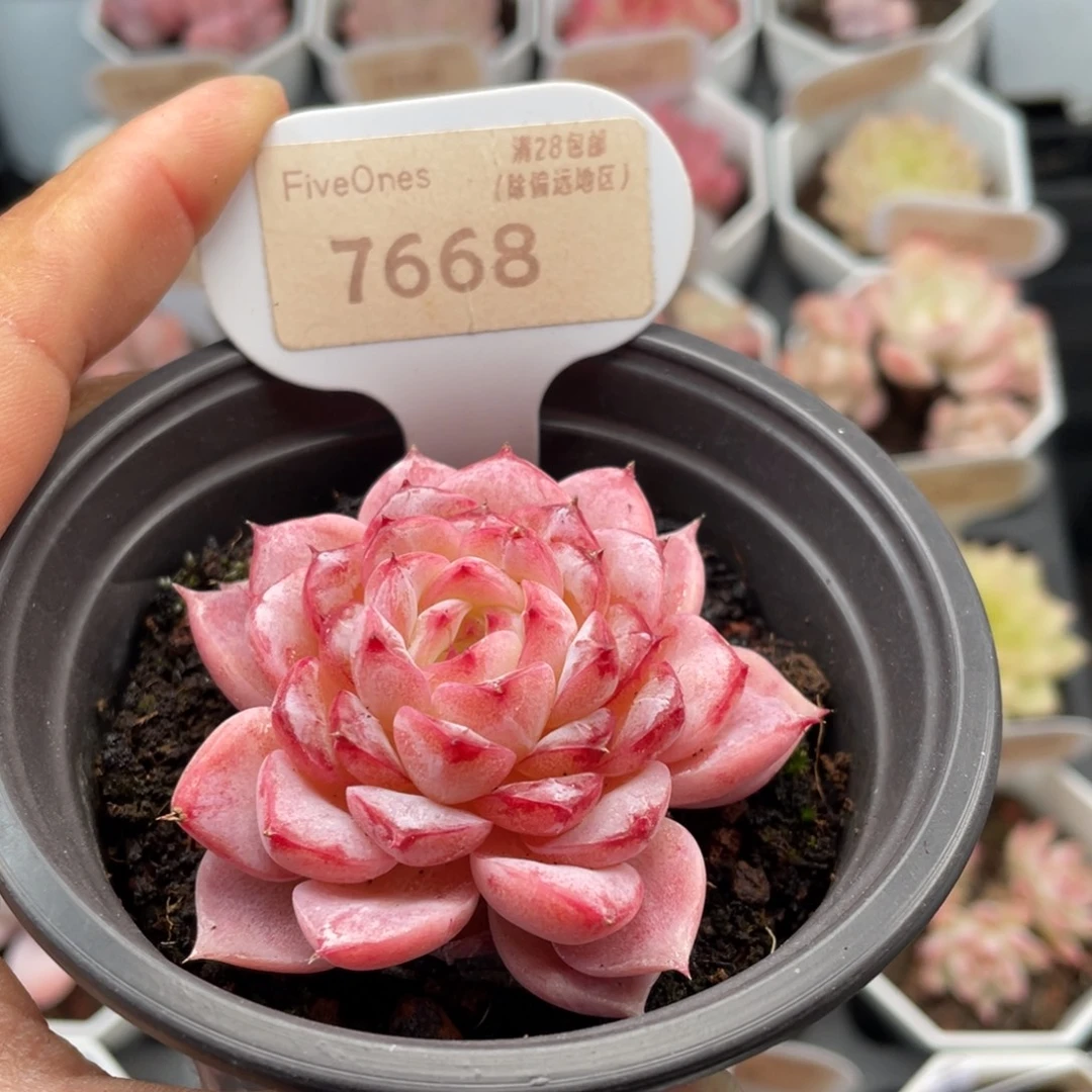 天鹅绒7668-5.5厘米
