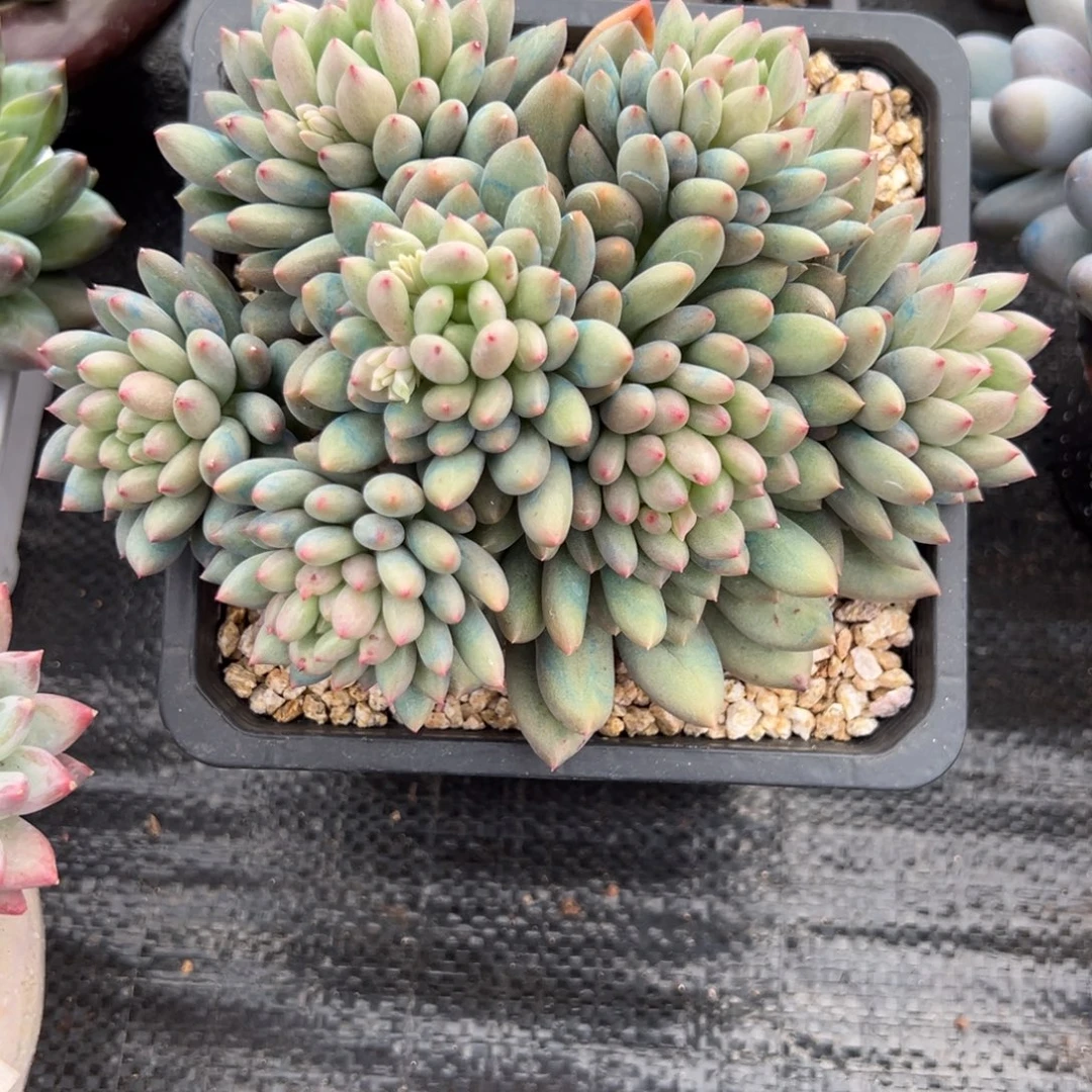 梦***程美人多肉一物一拍美人