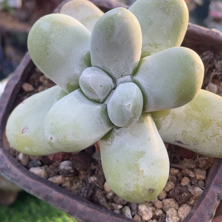 野生单头福利粗桩