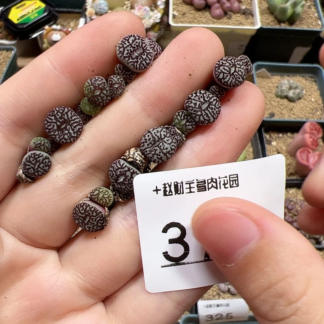 【闪购商品】375 墨