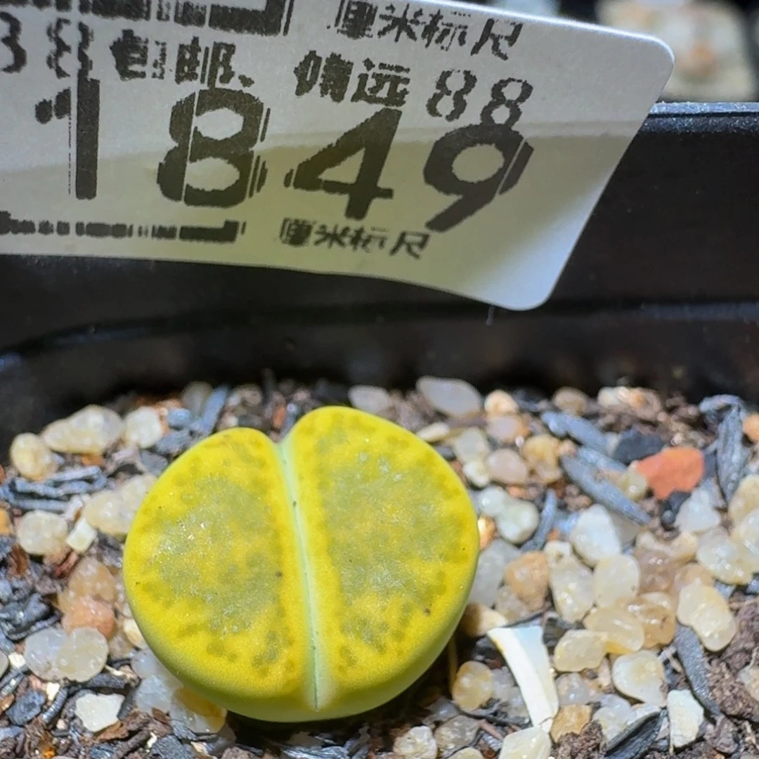 Ssss精品生石花1849