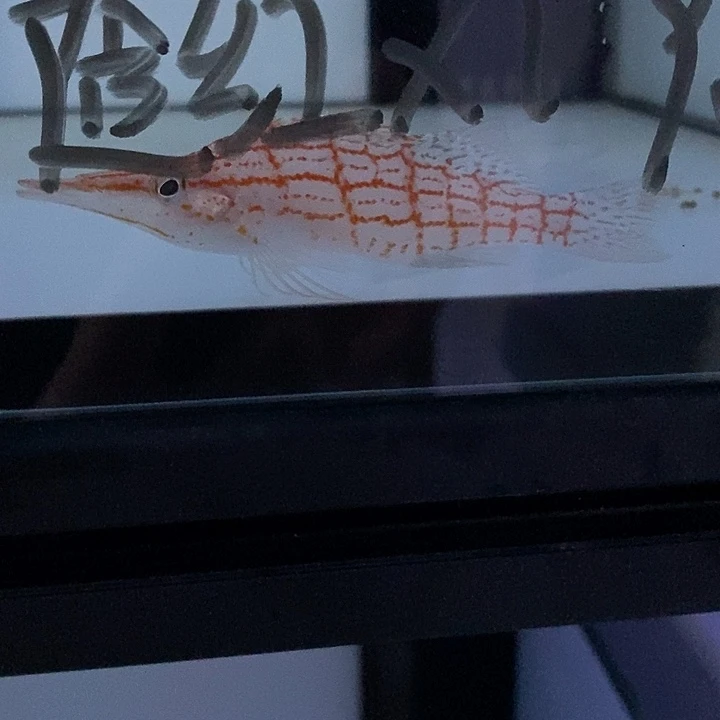 海水鱼马代蓝眼海金鱼、黑边透红、红线鸳鸯、关刀
