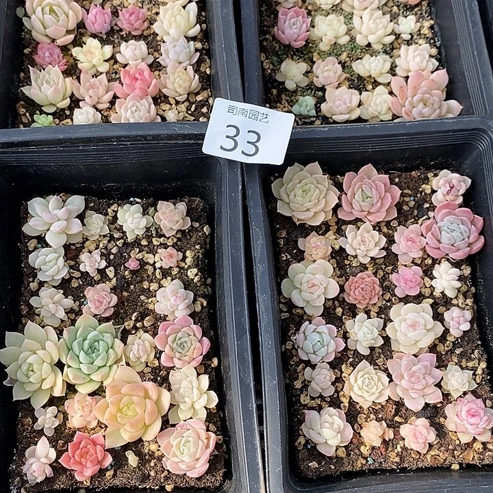 ɑ***¿33 多肉植物盆栽花卉