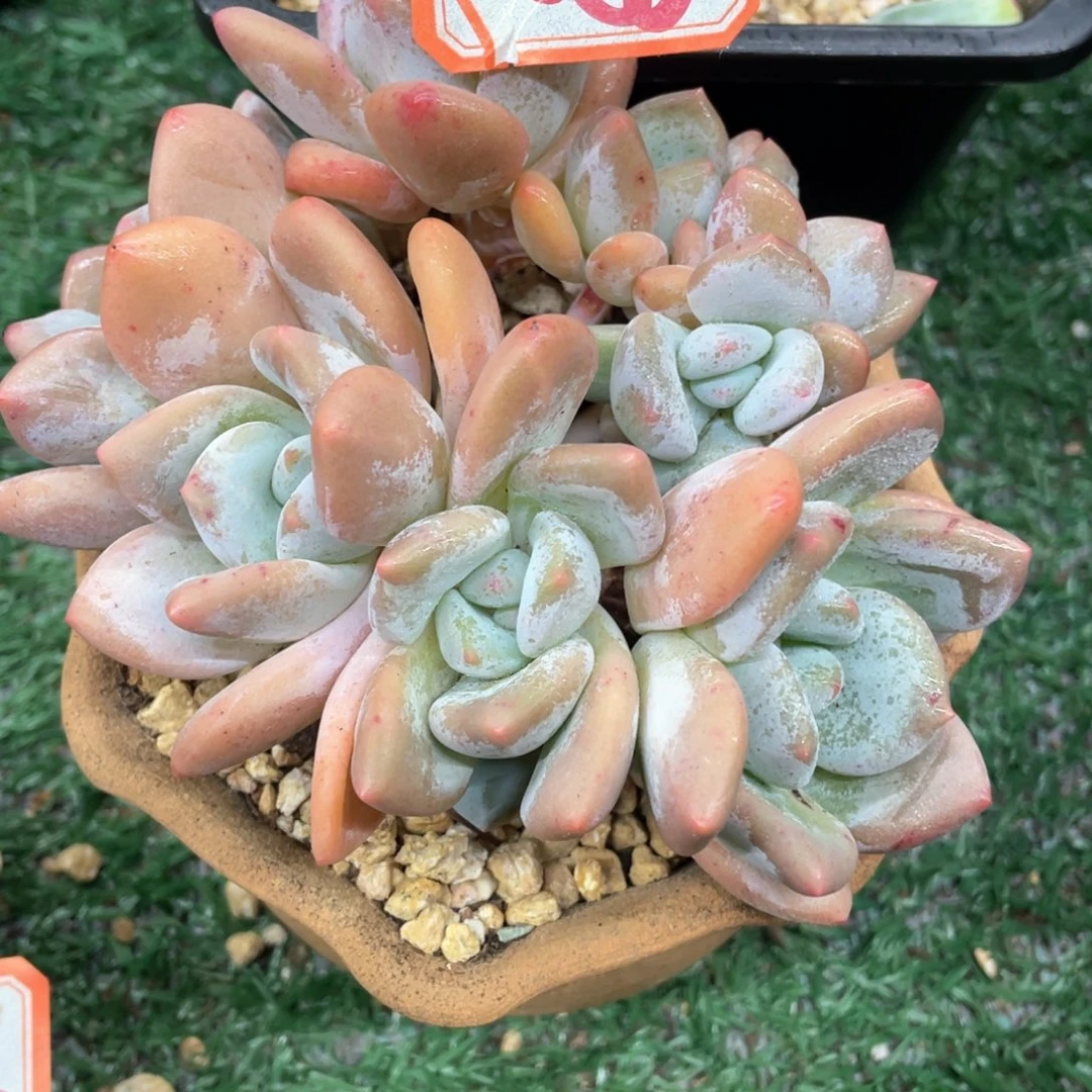 086 一物一拍28包邮非偏远