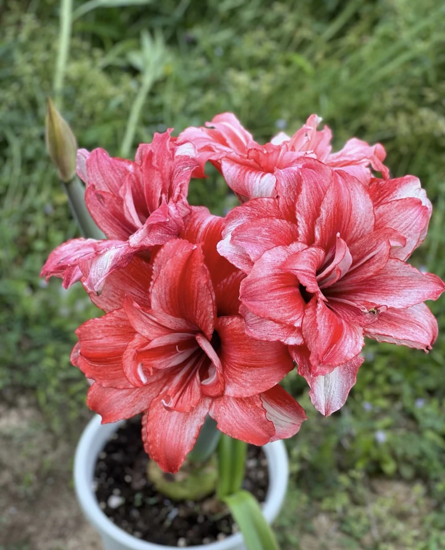 【烟火】朱顶红 包对版 不包后期养护