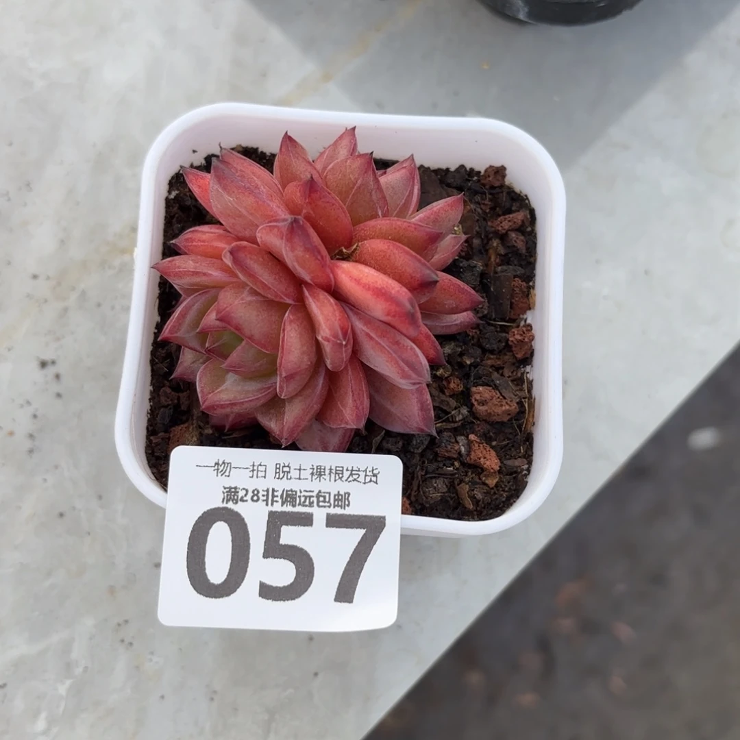 黑武士无盆土发货