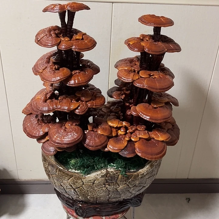 无花朵可观赏可食用