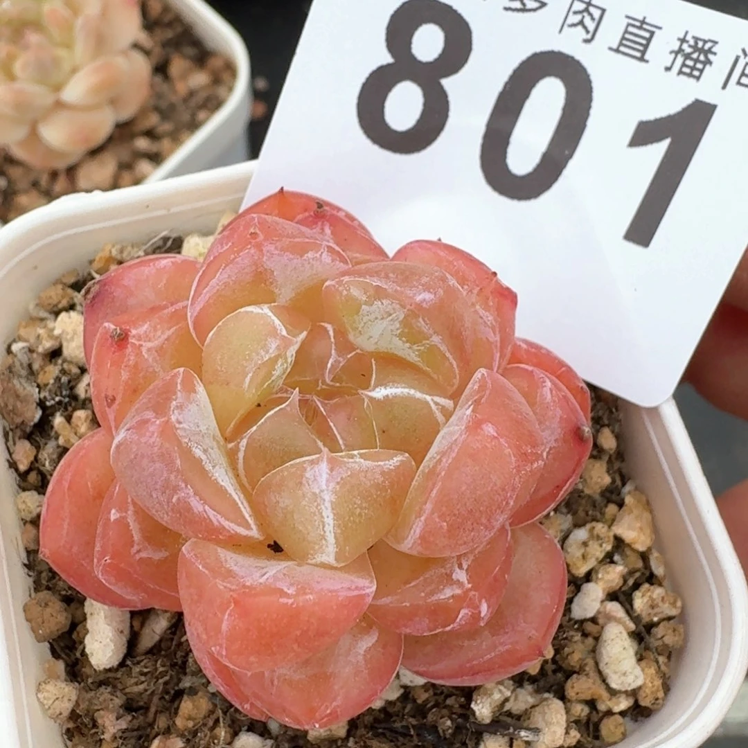 竹璃珍妮          开播福利拍够包邮发货