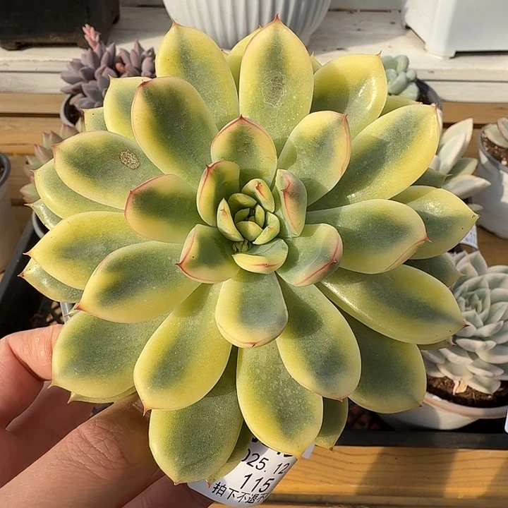 荷花锦111111121-115