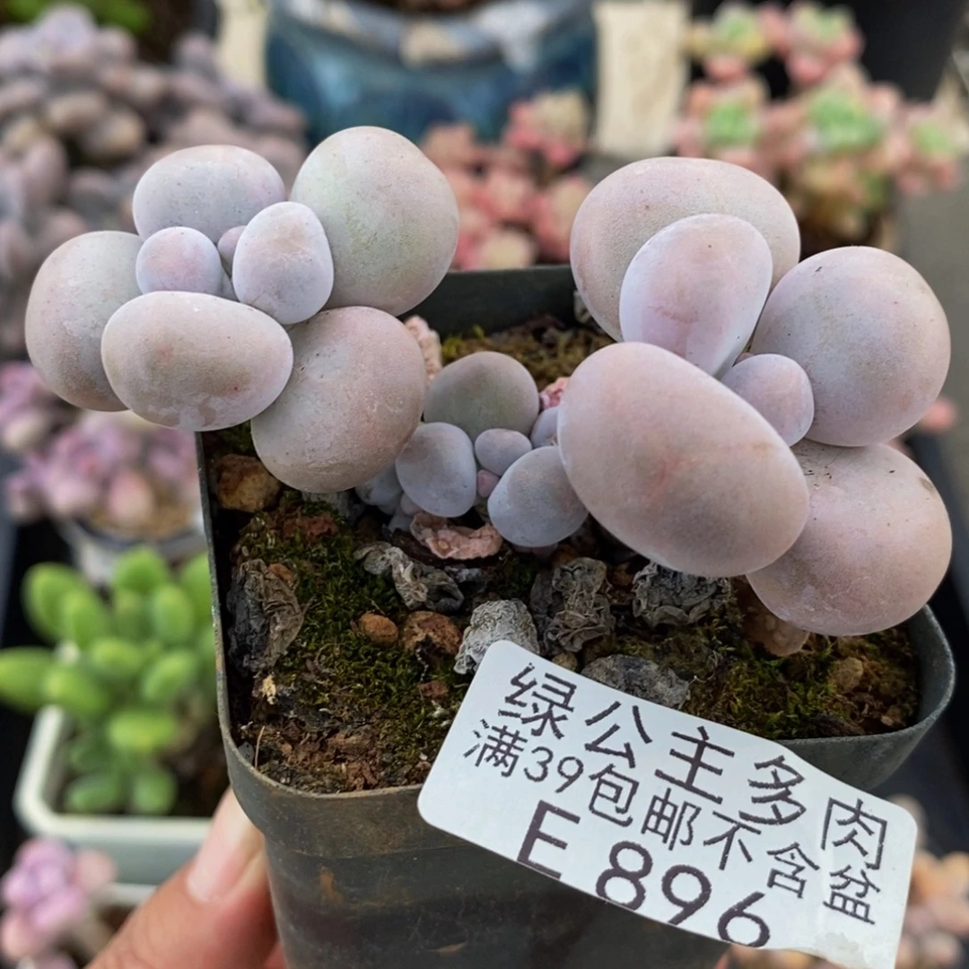 896芭比奶酪8cm多肉