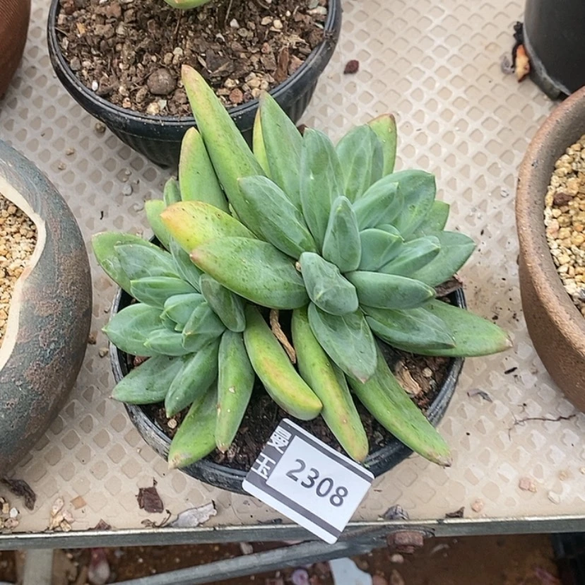 【闪购商品】海洋之歌2308