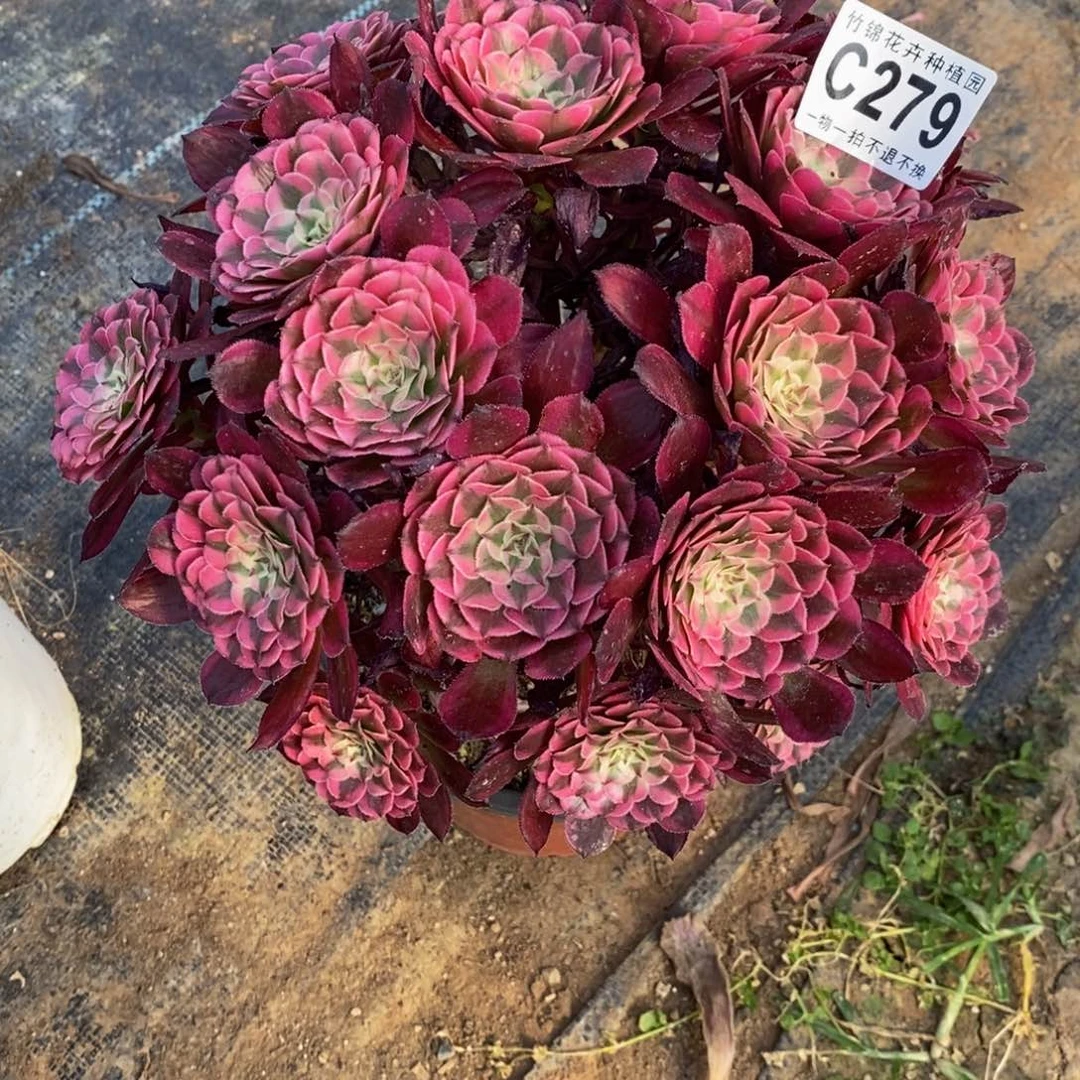 279红彤嫩桩小棵