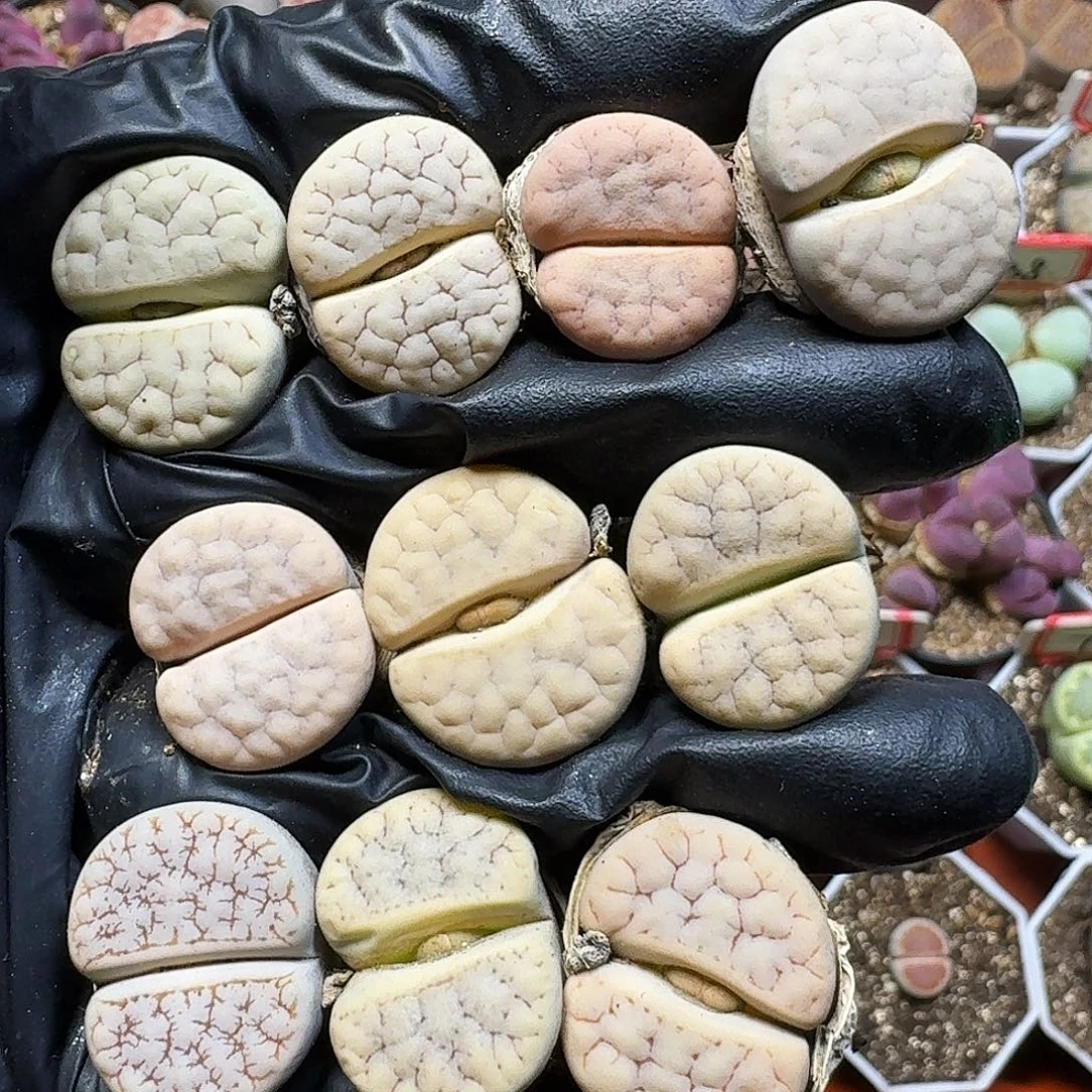 生石花111111。   278