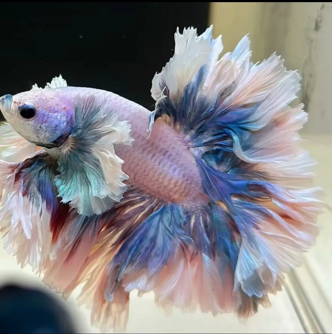 B16（361-384）泰国斗鱼活体精品观赏鱼活体（直播间选鱼）