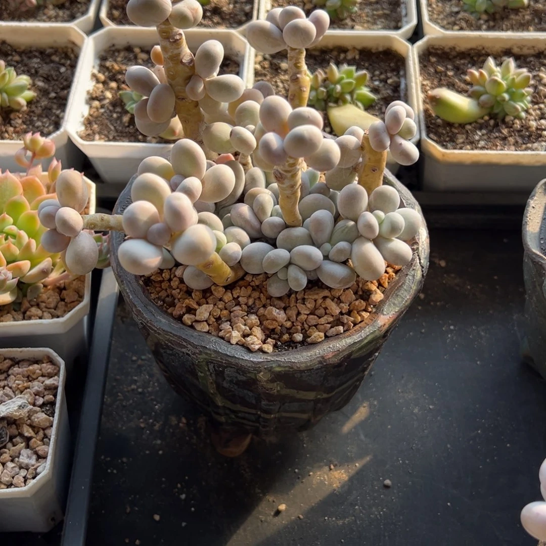 18-21奶酪小鹿园艺