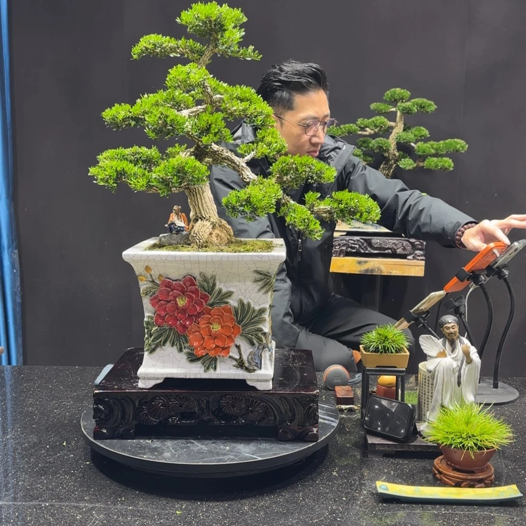 以实际为准黄杨室内室外盆景艺术