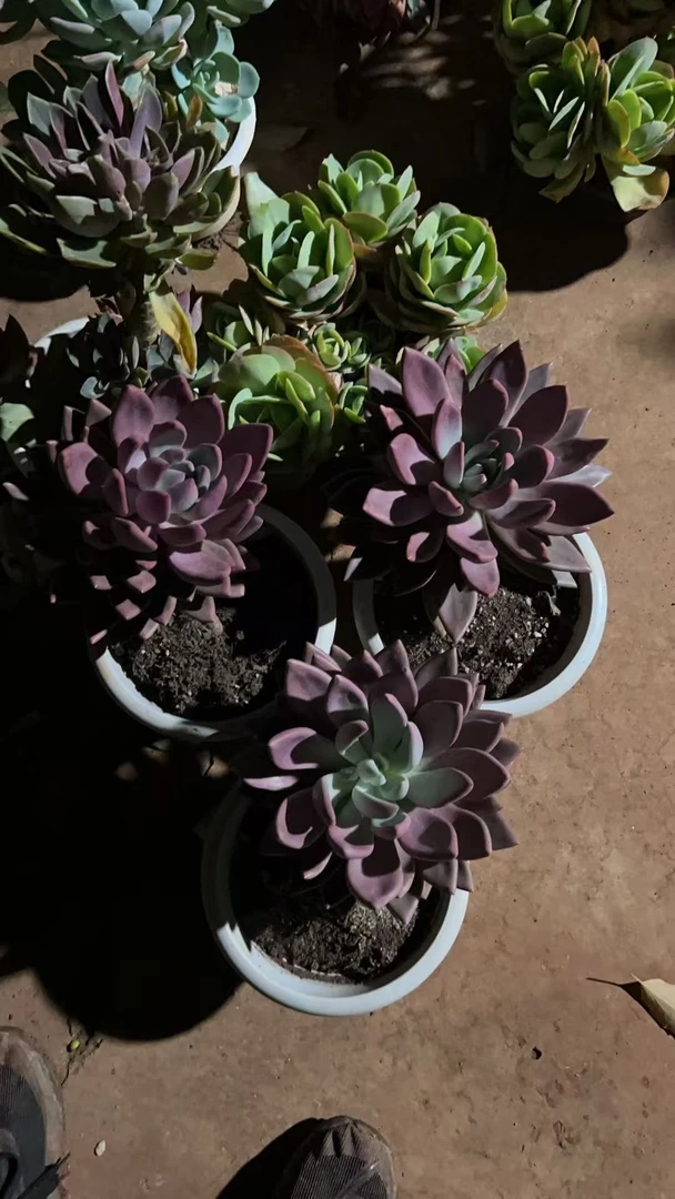 精品多肉植物 桃花源