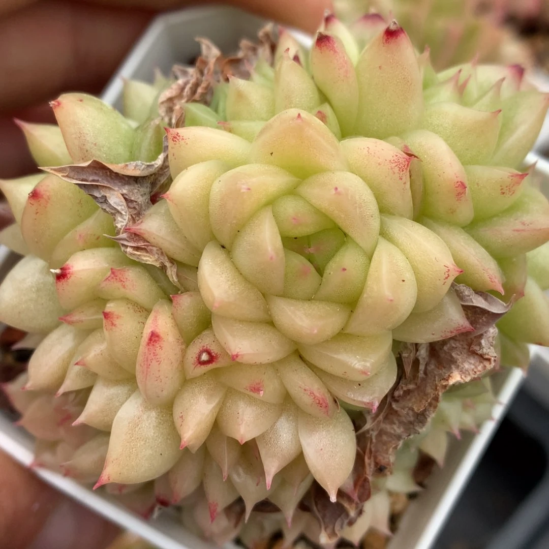 0126-15 麦杆优选