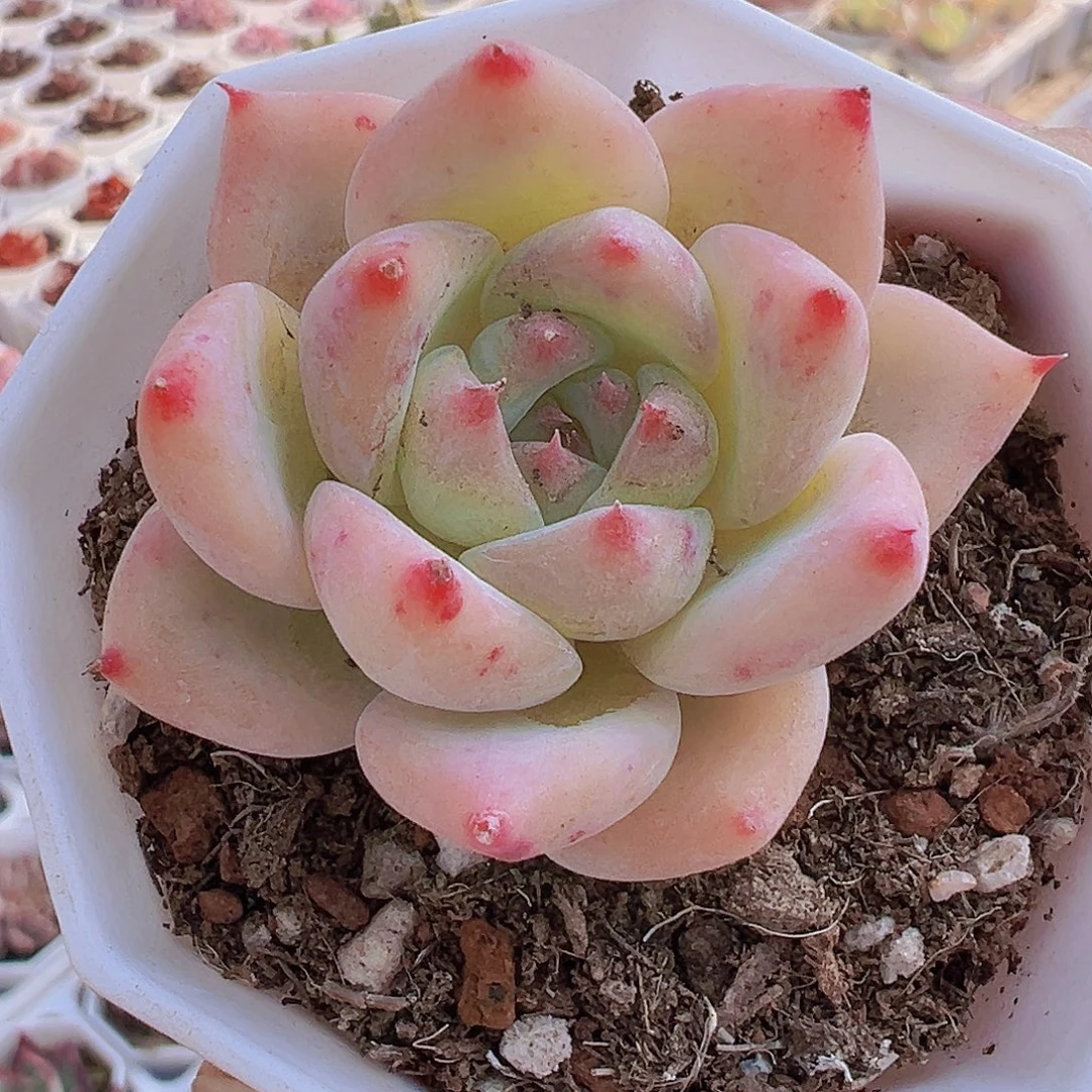 白拉糖19包邮多肉植物