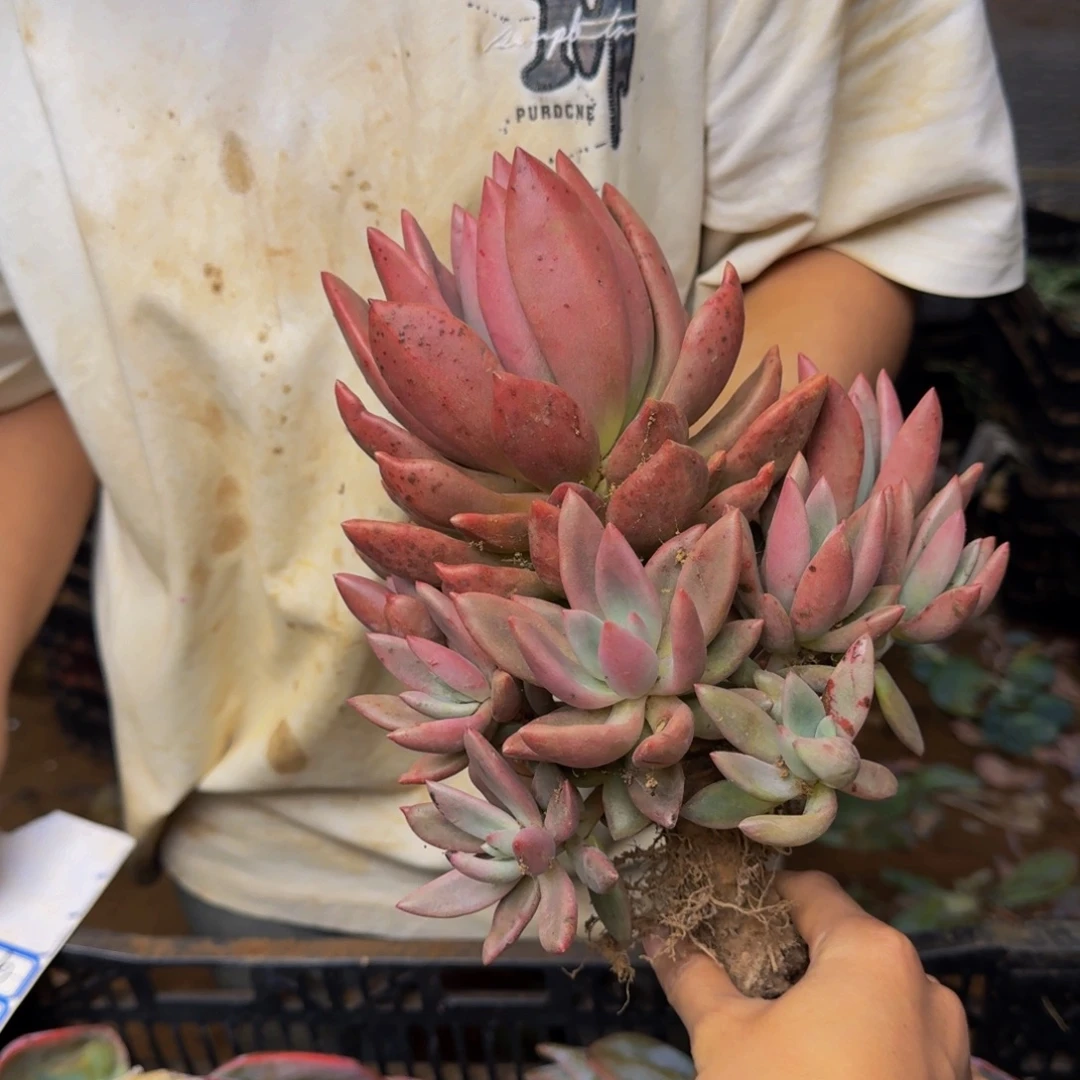 红***桃花源 一颗 不包损90号