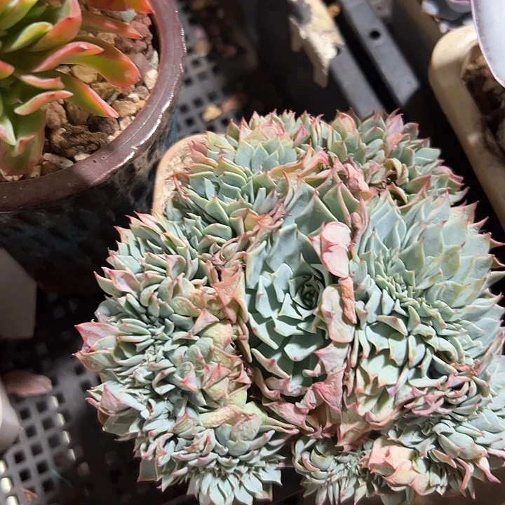 幸运的是我还在努力地生活在