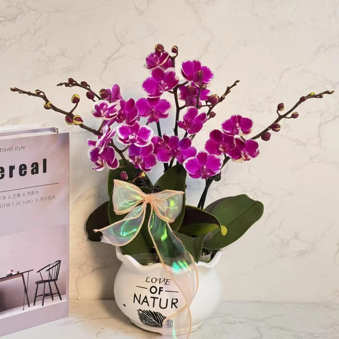多彩优选（满天星）经典爆款蝴蝶兰鲜花室内送礼高端花卉.