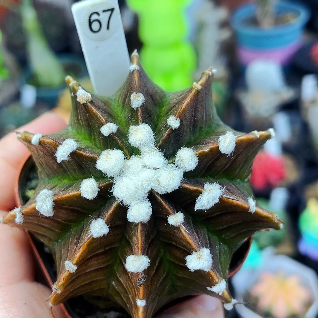 非偏远地区满25包邮仙人球