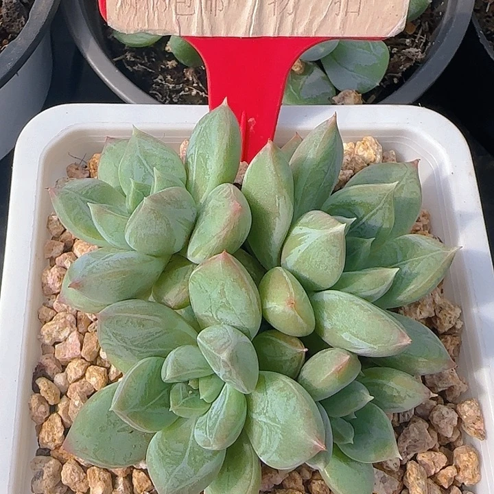 青柠美人097多肉植物