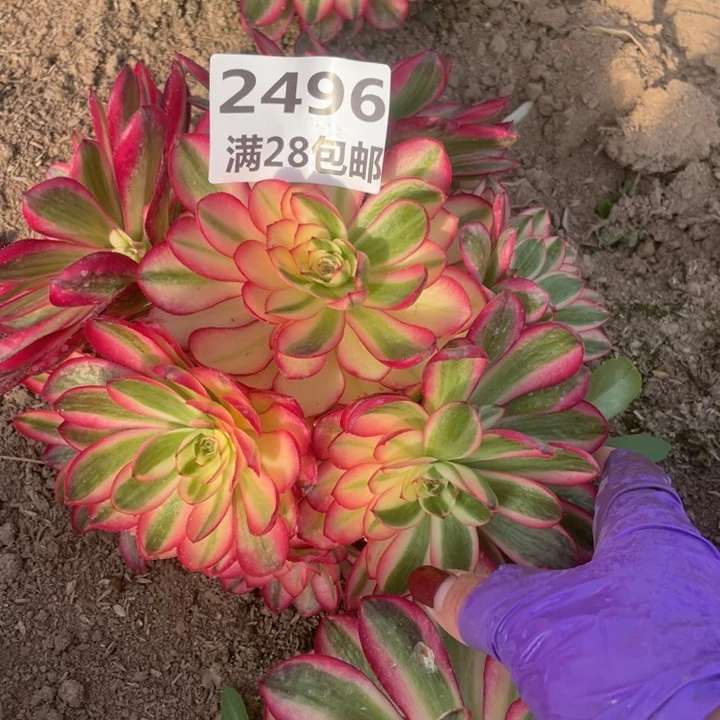 2496二号棚倾城多肉植物L