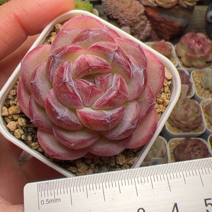 370 多肉植物组合盆栽