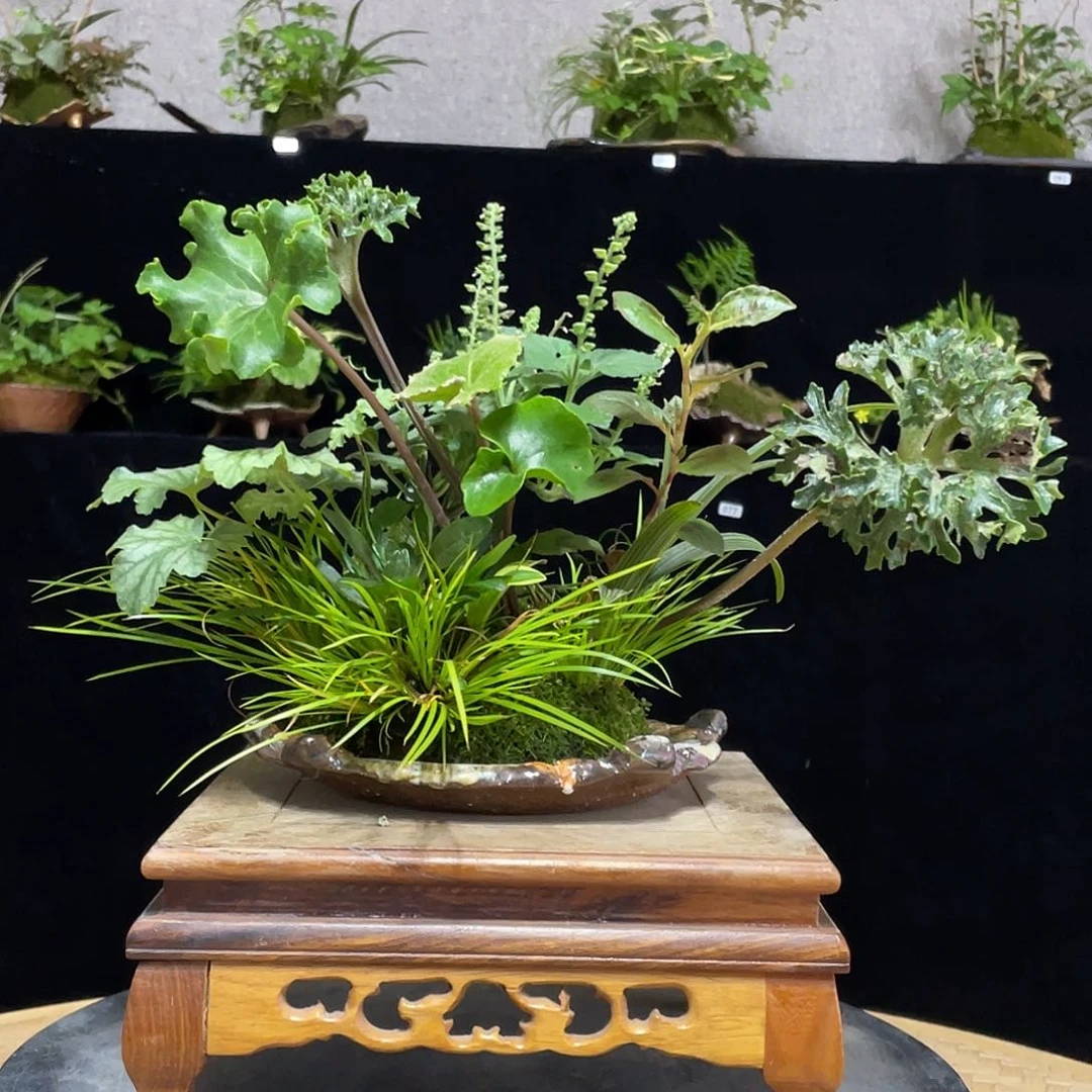 无花朵日本狮子头吴风草合植