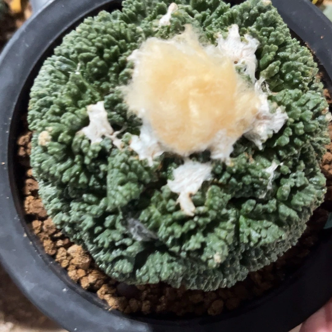 6号自根大尤哥斯拉牡丹