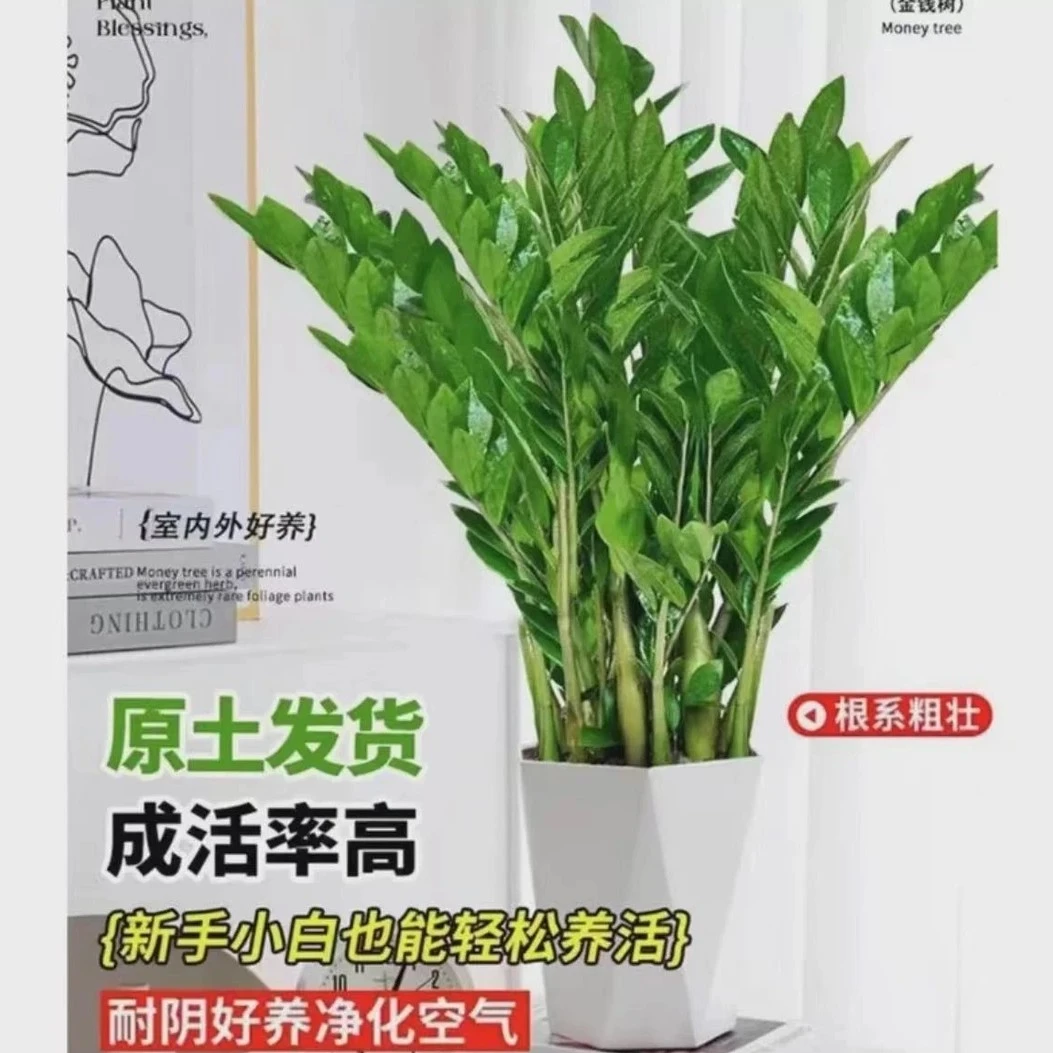 210#70-80公分金钱树摇钱树净化空气植物客厅绿植办公室内盆栽