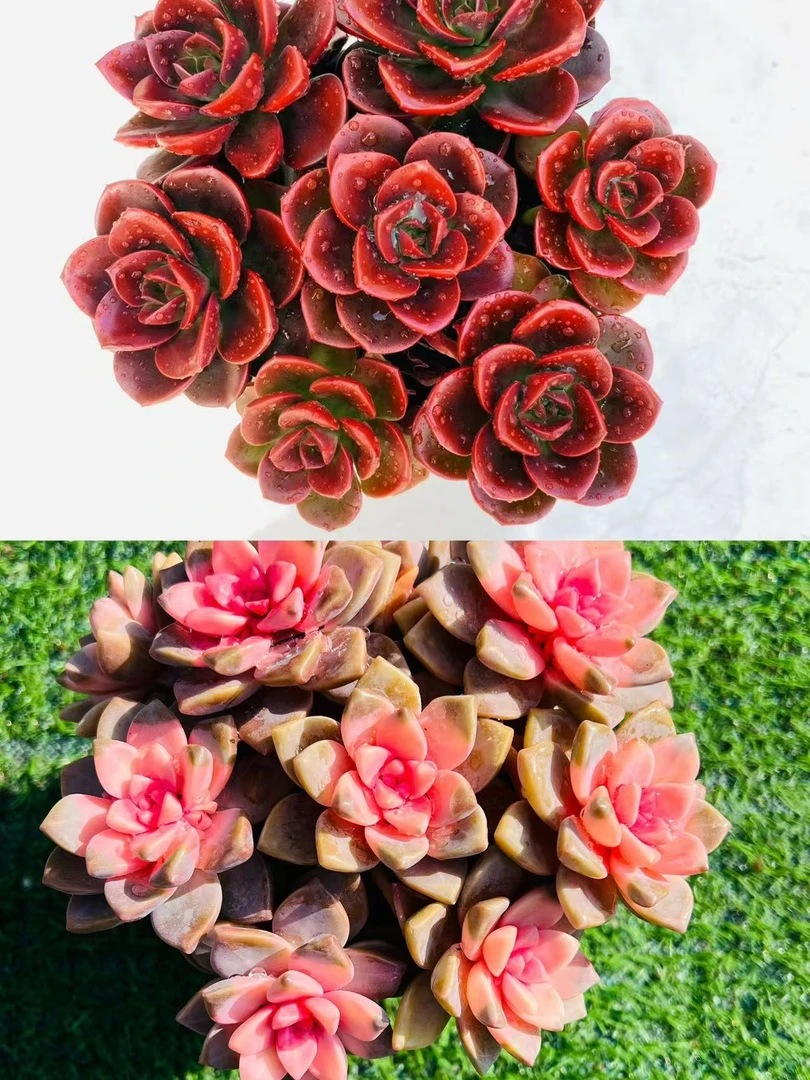 【巧克力+樱花锦】带盆带土新手好养 多肉植物 柚子多肉