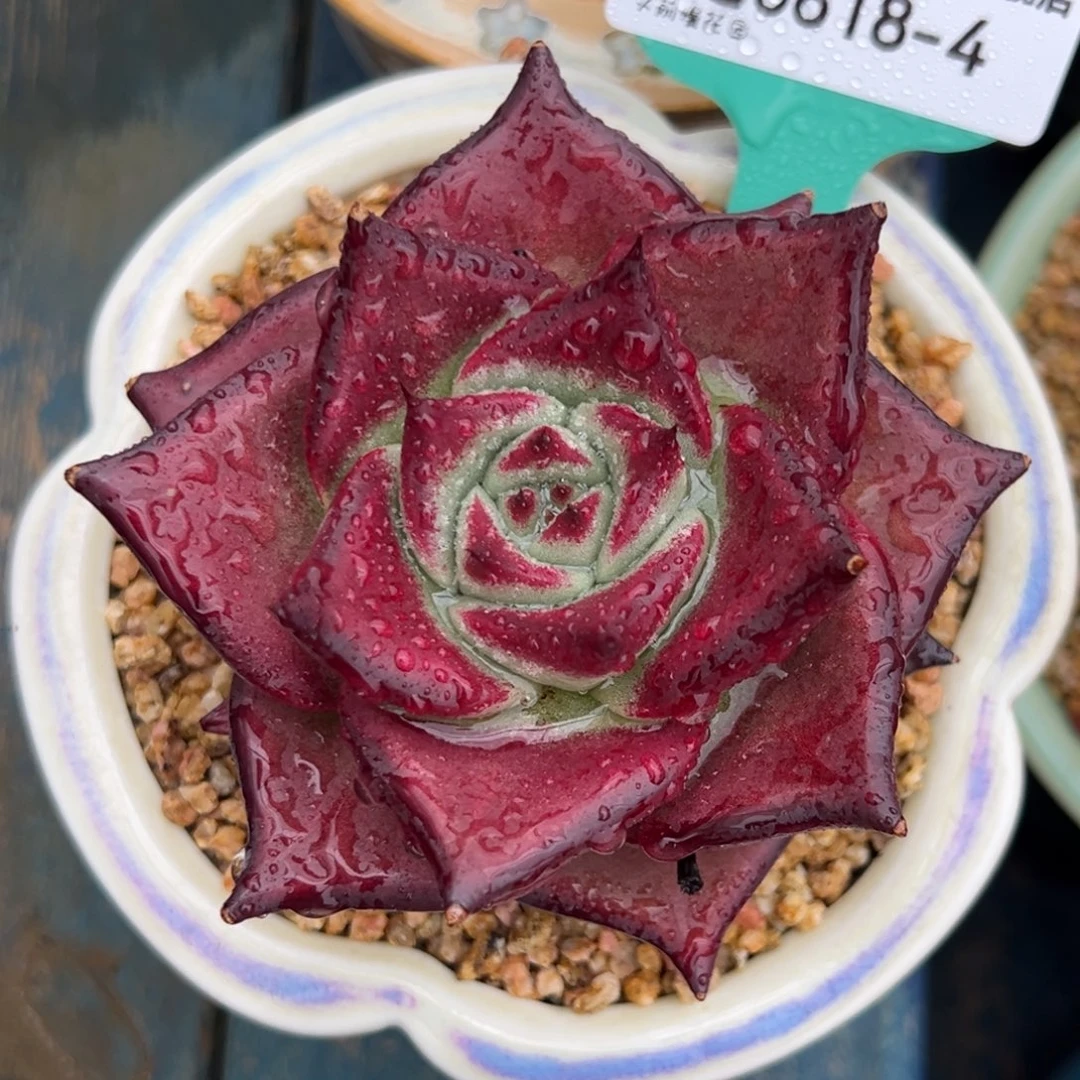 从前慢多肉精选编号0618.4