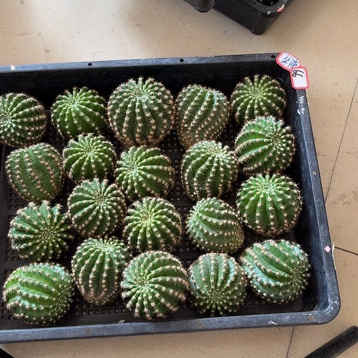 仙人球彩草歪梨花落