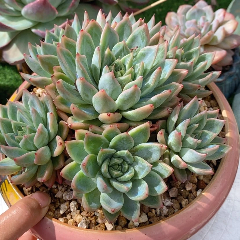 【闪购商品】小***肉多肉植物