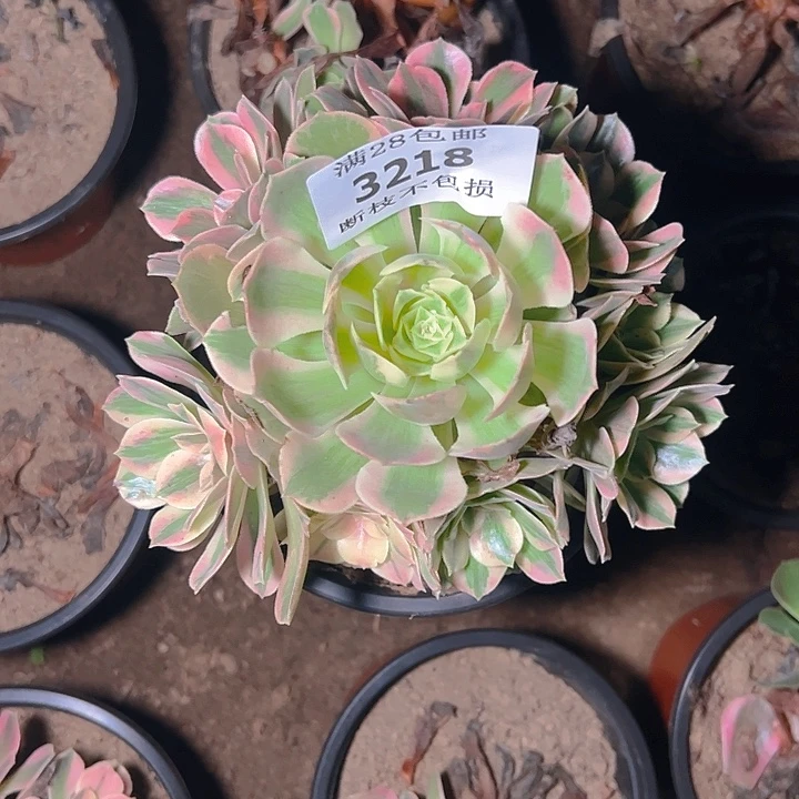 3218女妖多肉植物保护